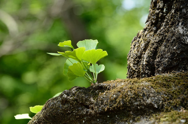 Mémoire et santé cognitive – Ginkgo biloba (2 de 2)