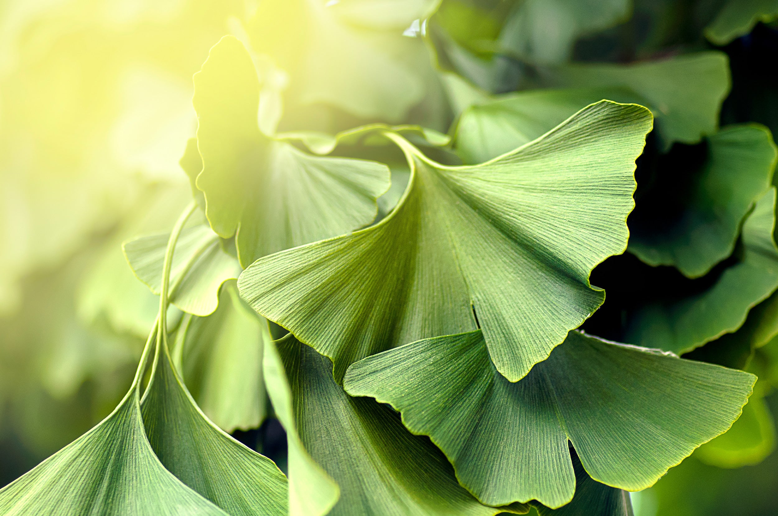 Memory and Cognitive Health - Ginkgo Biloba (1 of 2)