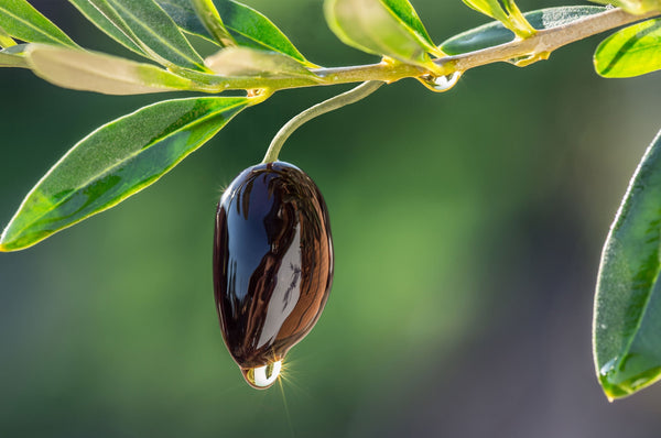 Des olives tous les jours pour rester jeune pour toujours?