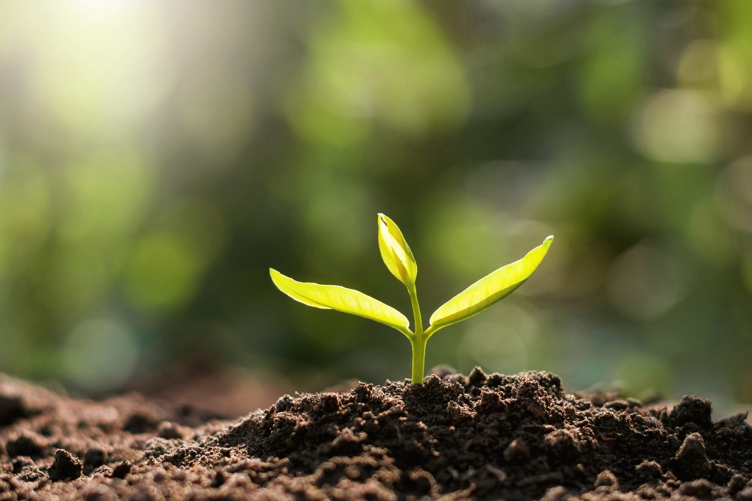 Variable quality of plant extracts from natural products
