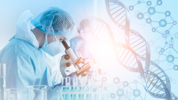 BASE Protection — Protocole sénolytique breveté pour la longévité en santé