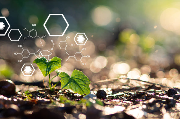 Natural Products & Sirtuins; How to Prevent Disease