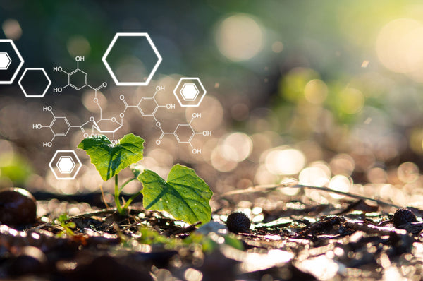 Produits naturels et sirtuines; Comment prévenir les maladies?