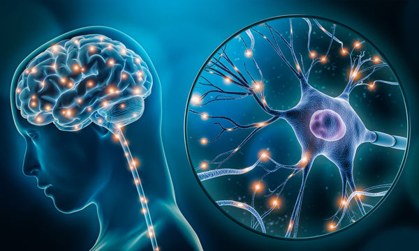 The States of the Nervous System (the Poly-Vagal Theory)