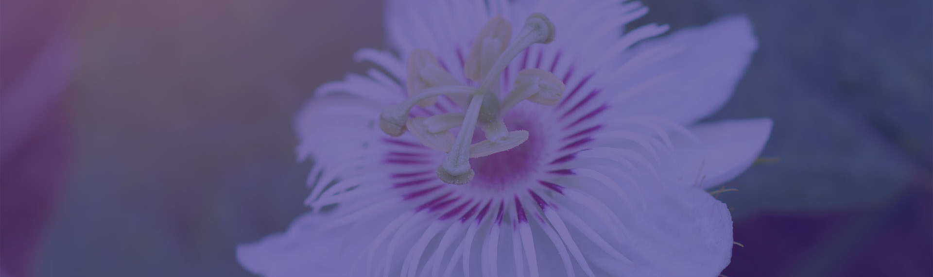 Image d'une fleur mauve
