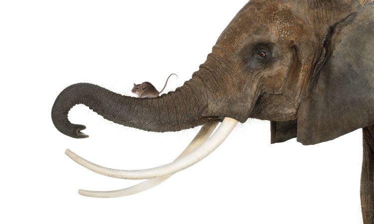 An elephant with a mouse on his trunk