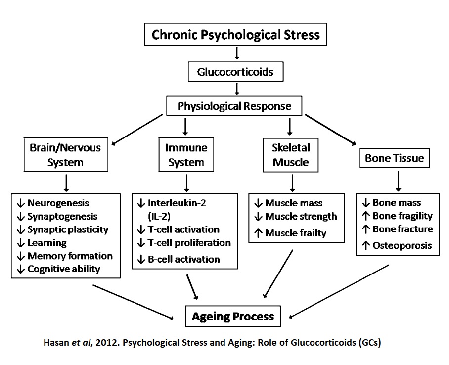 stress and glucocorticoides graphic