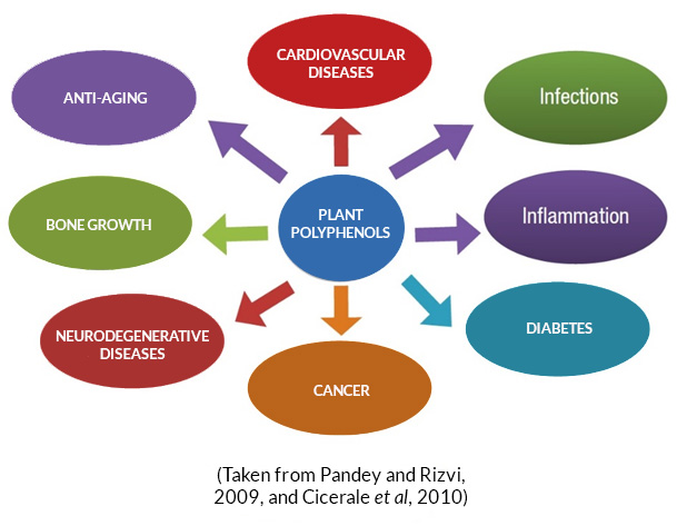 plant polyphenols