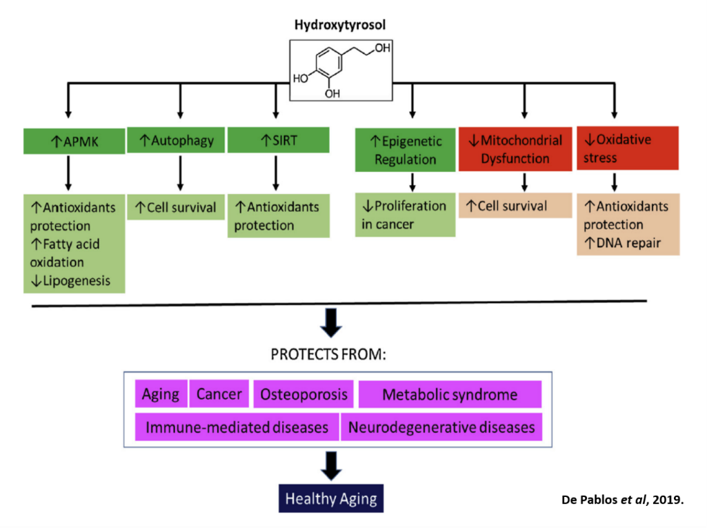 tableau anglais hydroxytyrosol