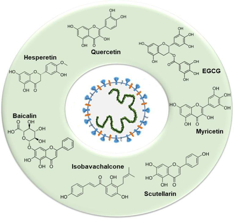 molécules avec effets antiviraux