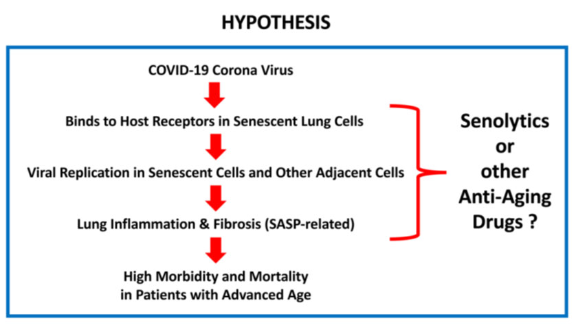 Hypothesis : senolytics or other anti-aging drugs 