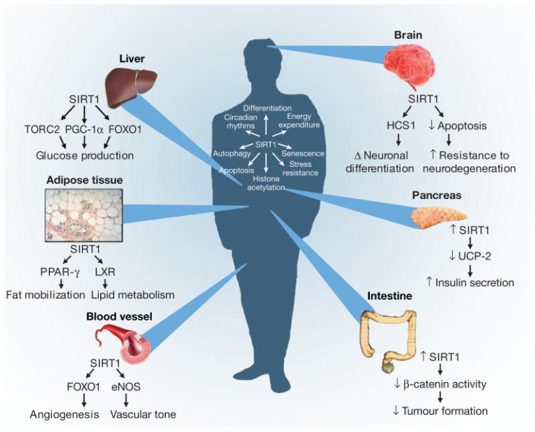 Natural Products & Sirtuins; How to Prevent Disease - Vitoli