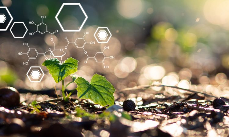 jeune pousse sur fond scientifique