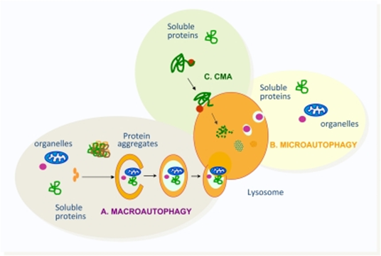 types of autophagy