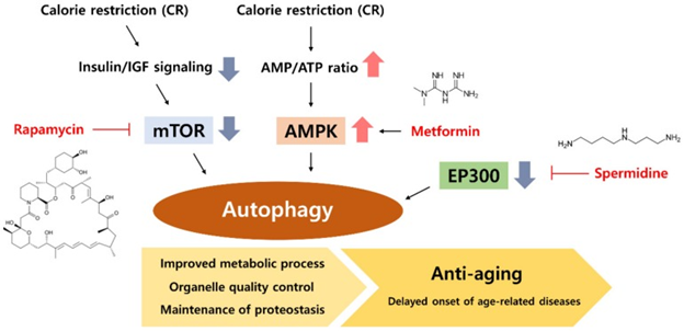 calorie restriction and mimetics