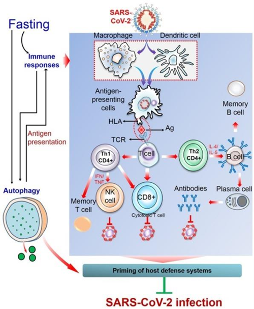 autophagy; fasting, virus