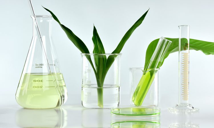 recherches, vieillissement primaire, produits naturels