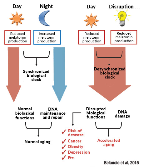 Melatonin-day-night