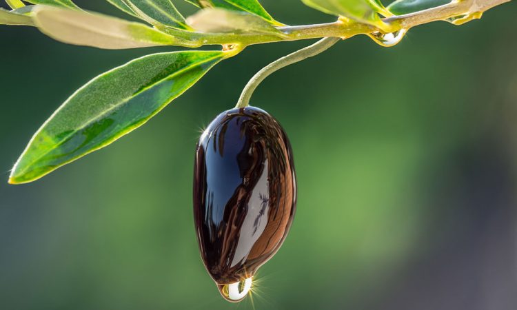feuilles d'olivier avec olive noire